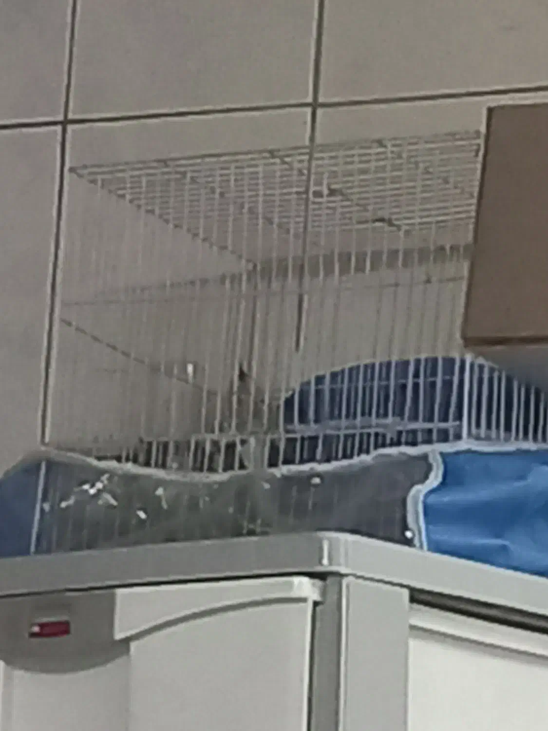 عروس هلندی ماده دستی|پرنده|مشهد, شهید آوینی|دیوار