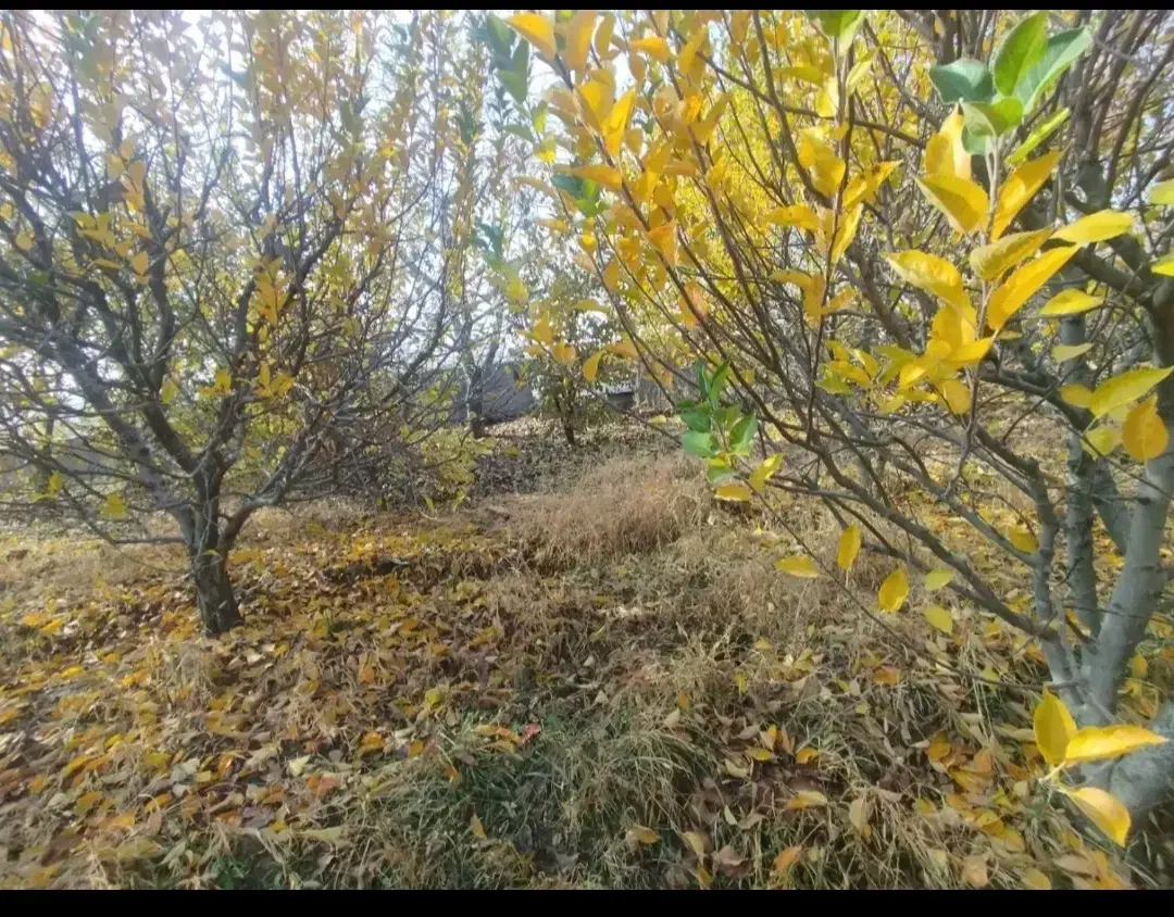 باغ|فروش زمین و ملک کلنگی|نوشین شهر, |دیوار