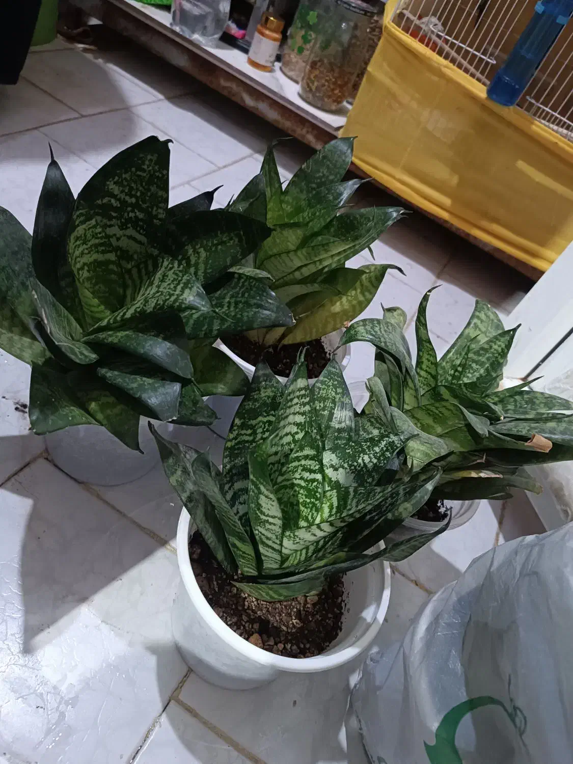 گل سانسوریا|گل و گیاه طبیعی|شاهرود, |دیوار