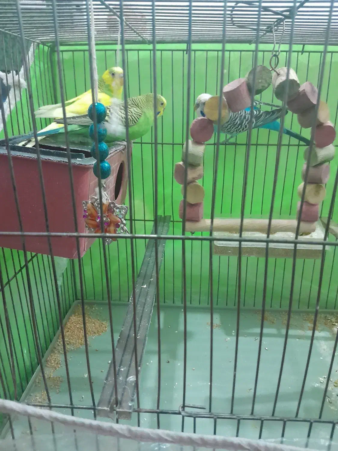 فروش سه سه عدد مرغ عشق سالم|پرنده|ابهر, |دیوار