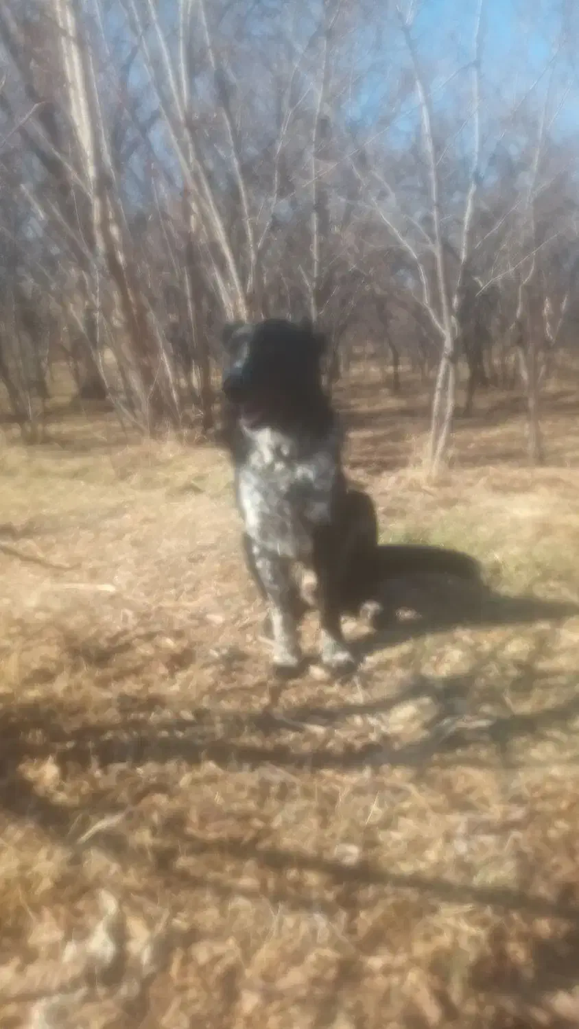 حیوانات خانگی|سگ|همدان, |دیوار