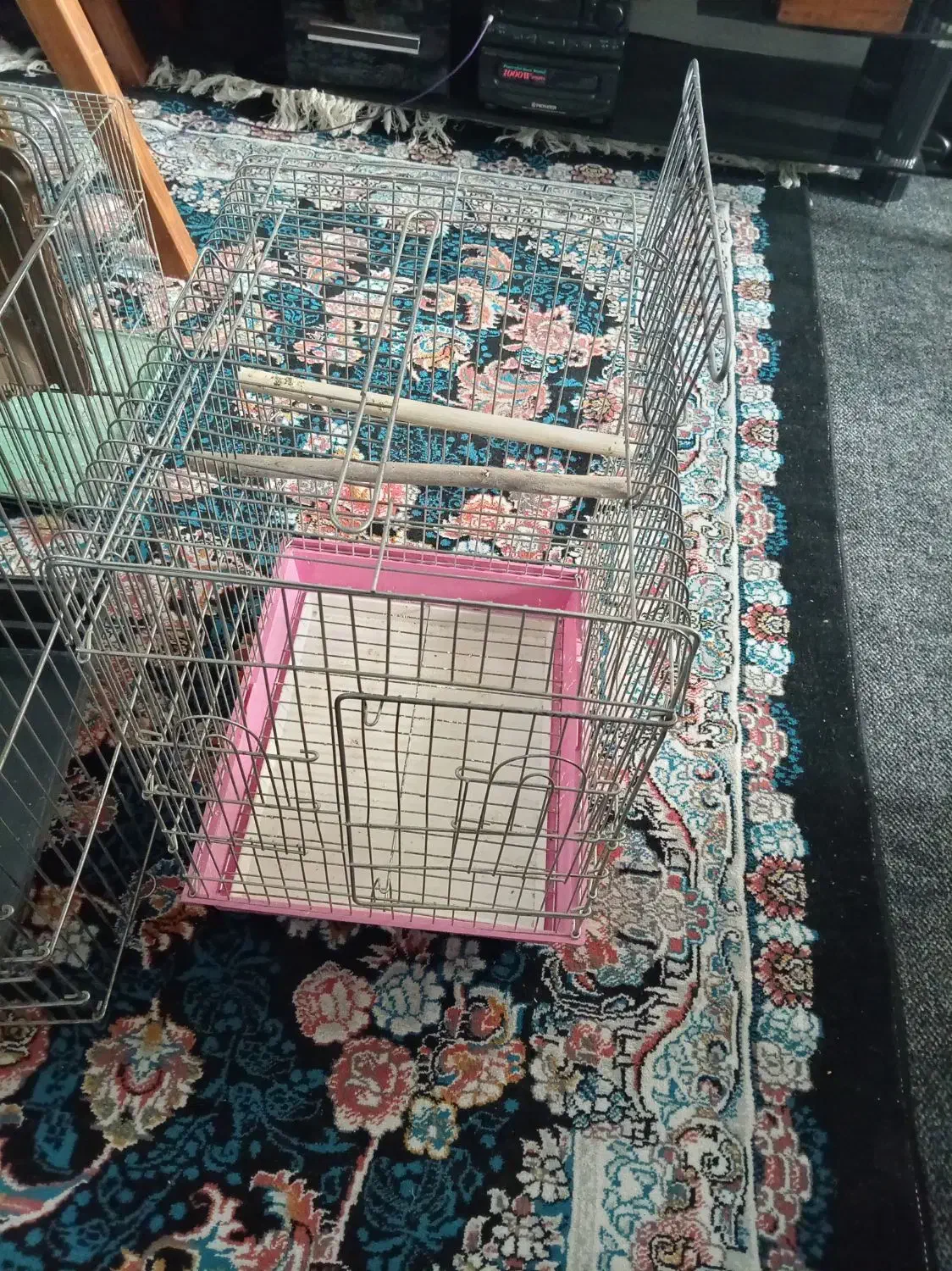 قفس پرنده و یه جفت عروس هلندی مولد|لوازم جانبی حیوانات|پاکدشت, حصار امیر|دیوار