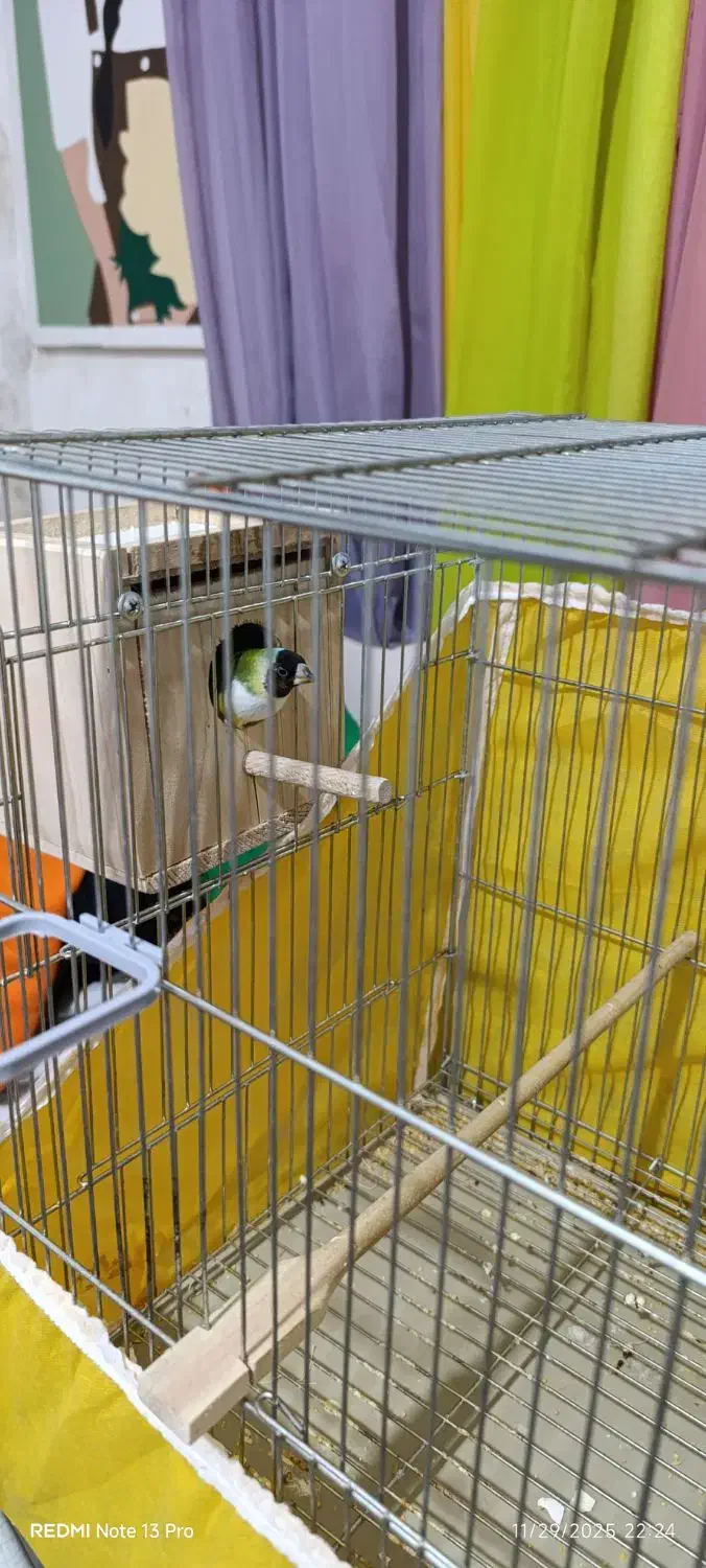 فنج گلدین|پرنده|رشت, یخسازی|دیوار