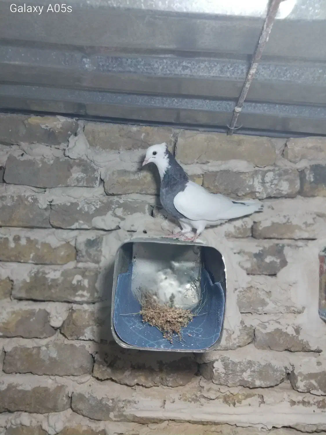 کفتر طوقی|پرنده|فریمان, |دیوار