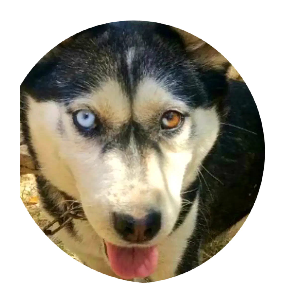 سگ هاسکی اصیل|سگ|بروجرد, |دیوار