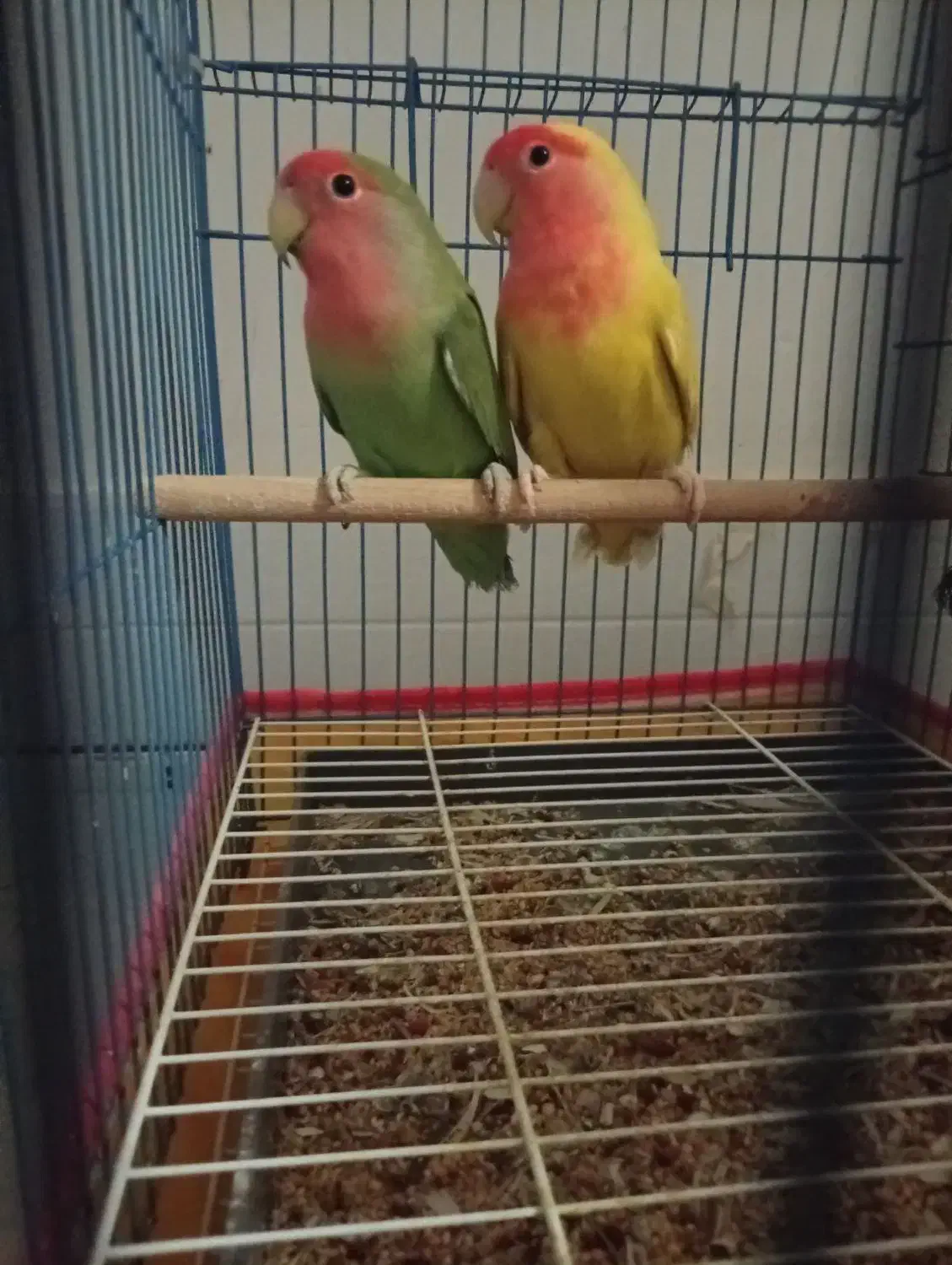 طوطی ۲۵۰۰|پرنده|بندر کنگان, |دیوار