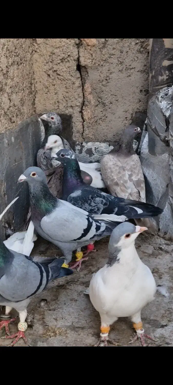 ۹ عدد پرشی دیوانه|پرنده|قزوین, |دیوار