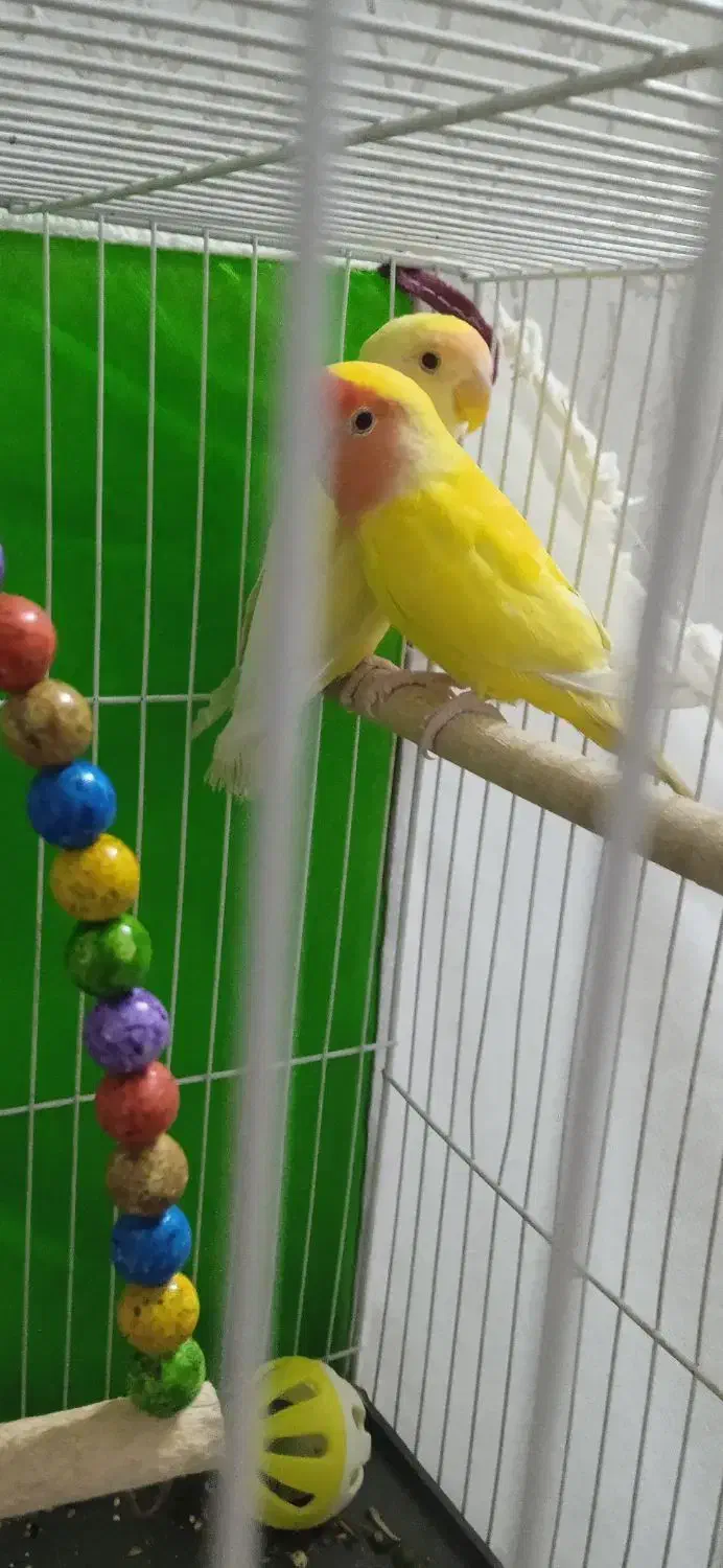 طوطی برزیلی|پرنده|مشهد, انصار|دیوار