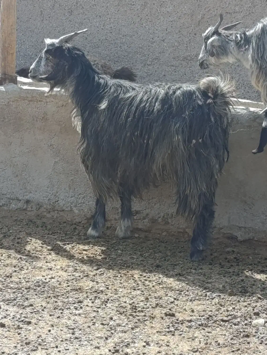 میش بز کهره بره|حیوانات مزرعه|مرودشت, ده بید|دیوار