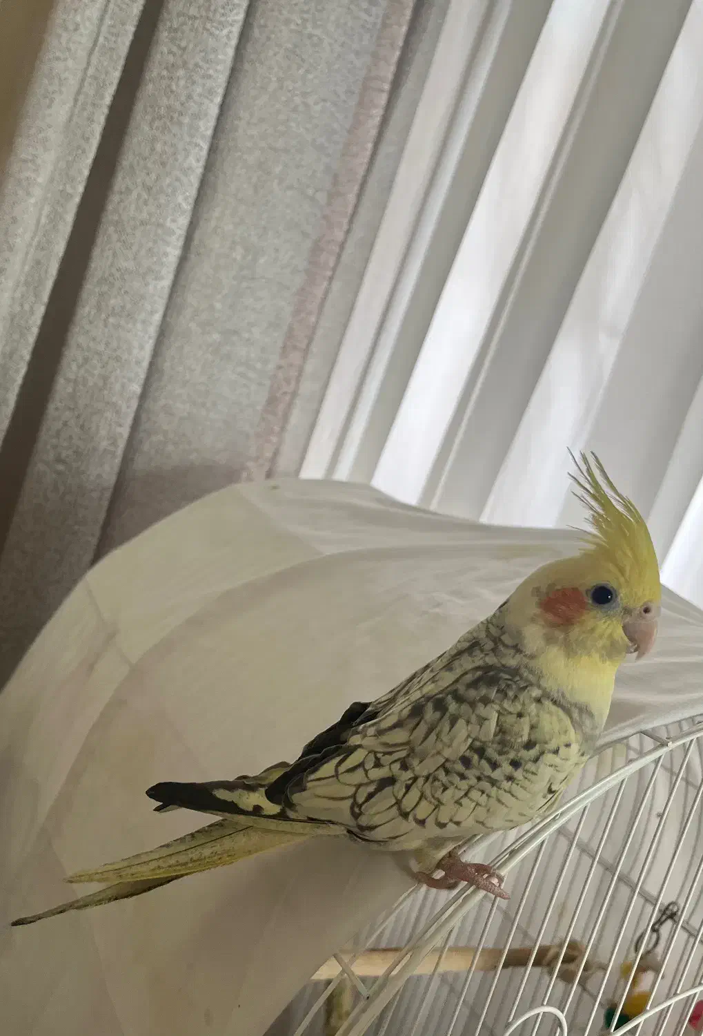 عروس هلندی ماده با سه تا جوجه ۵ ماهه|پرنده|ورامین, شهرک فجر|دیوار