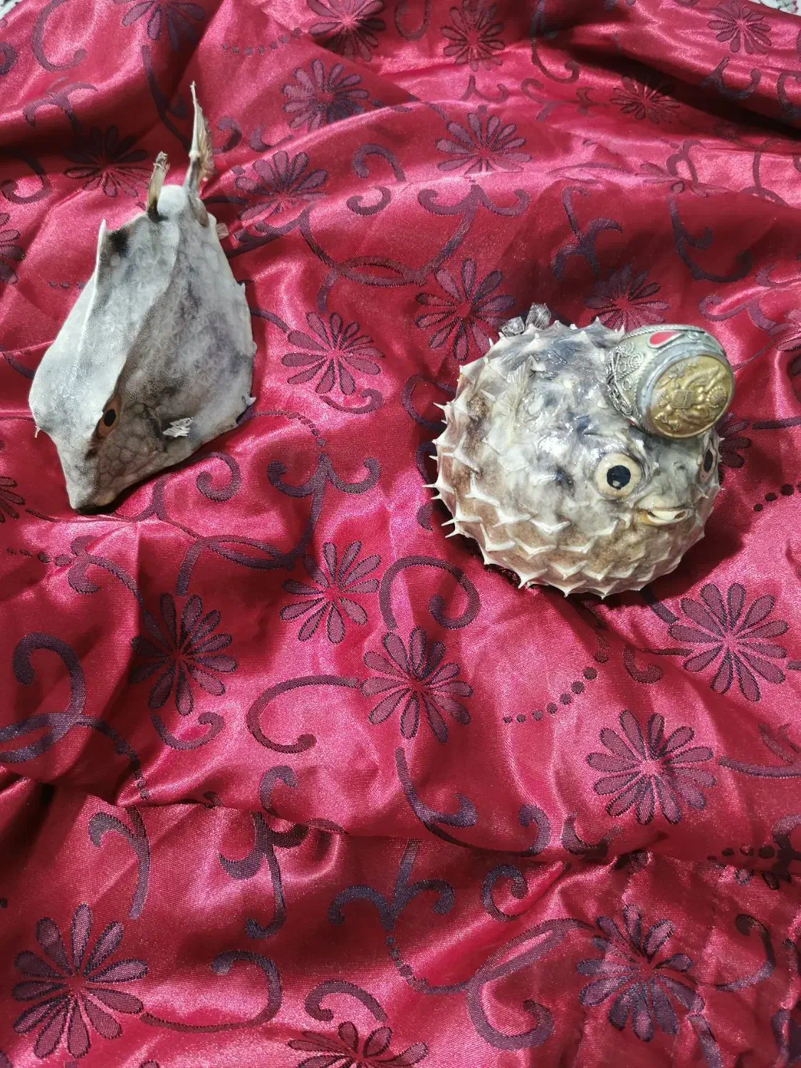 ماهی بادکنکی تزئینی و انگشتر نگین دار|جواهرات|آفتاب, |دیوار