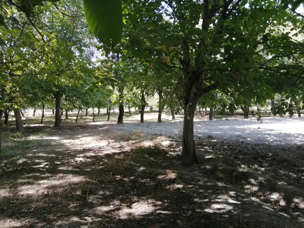 قطعه زمین ۱ هکتاری واقع در روستای الویجان|فروش دفتر صنعتی، کشاورزی، تجاری|تفرش, |دیوار