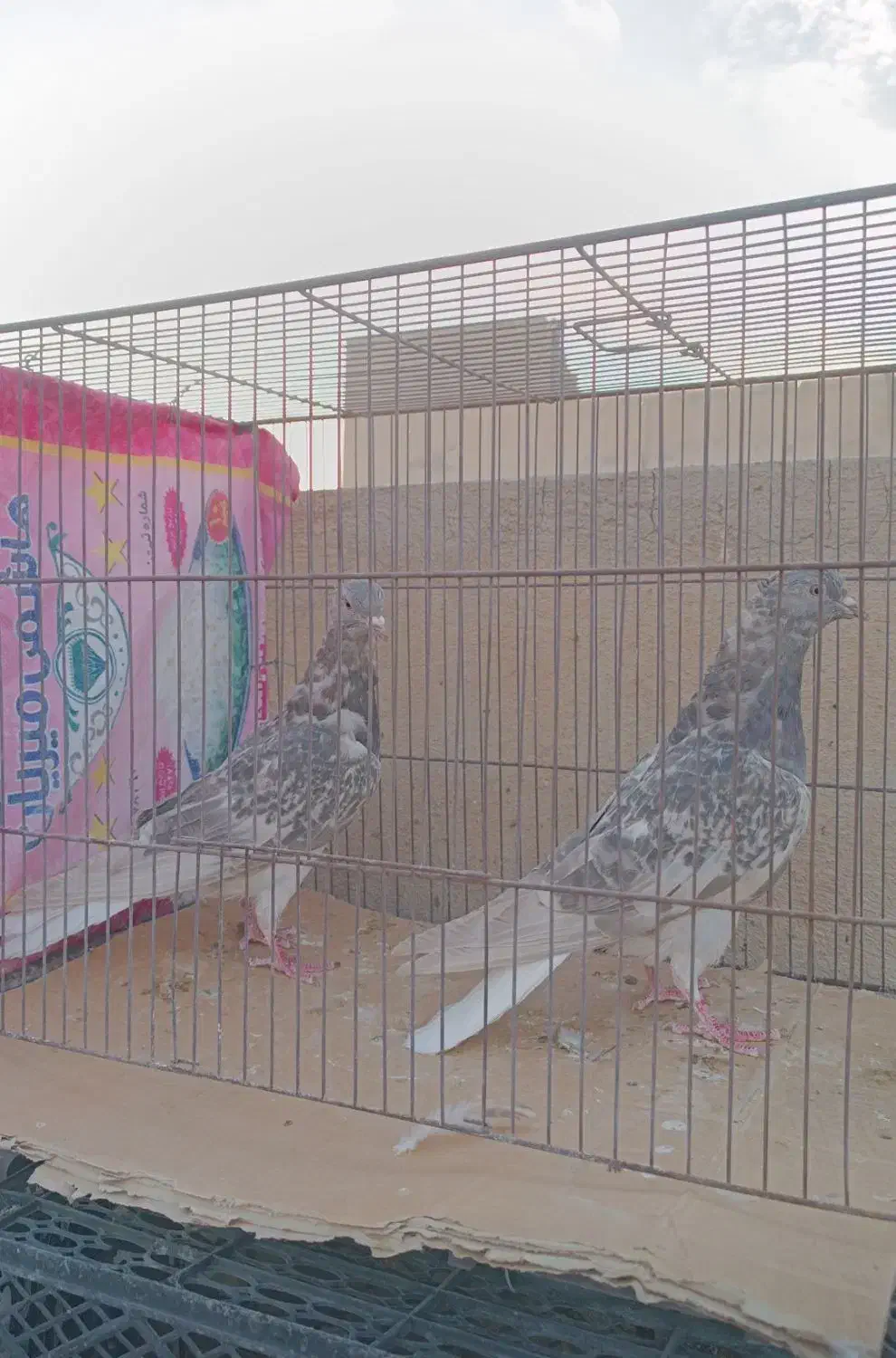 زرد دم سفید زاغ دم سفید|پرنده|قم, انسجام|دیوار