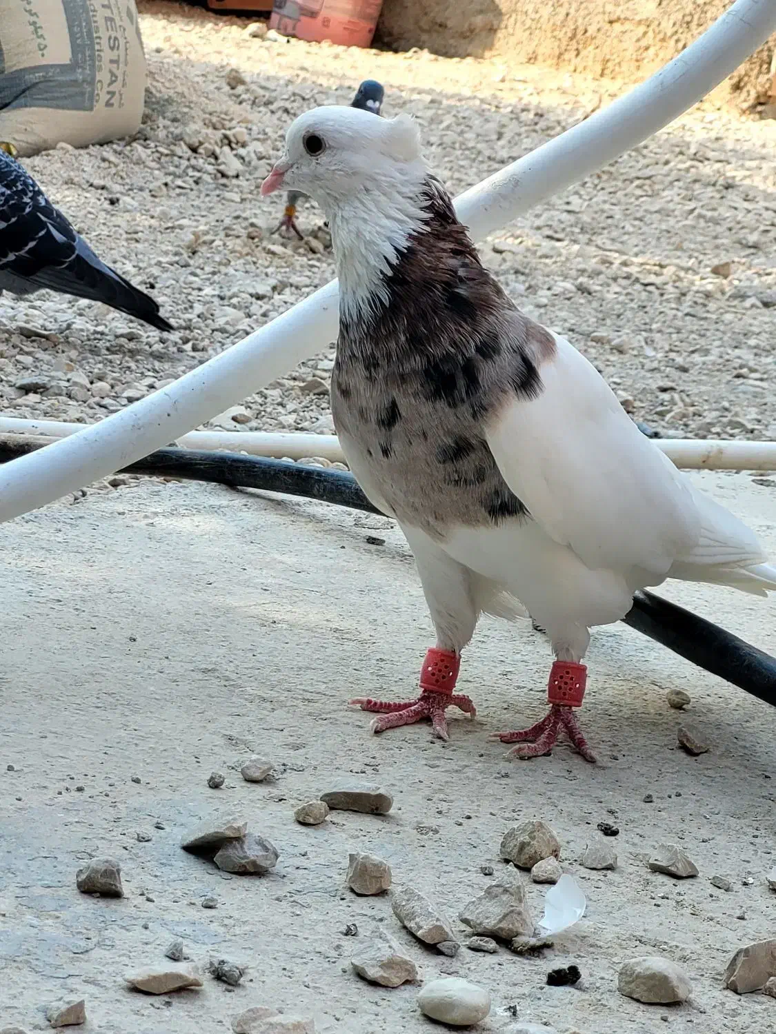 کبوتر|پرنده|برازجان, |دیوار