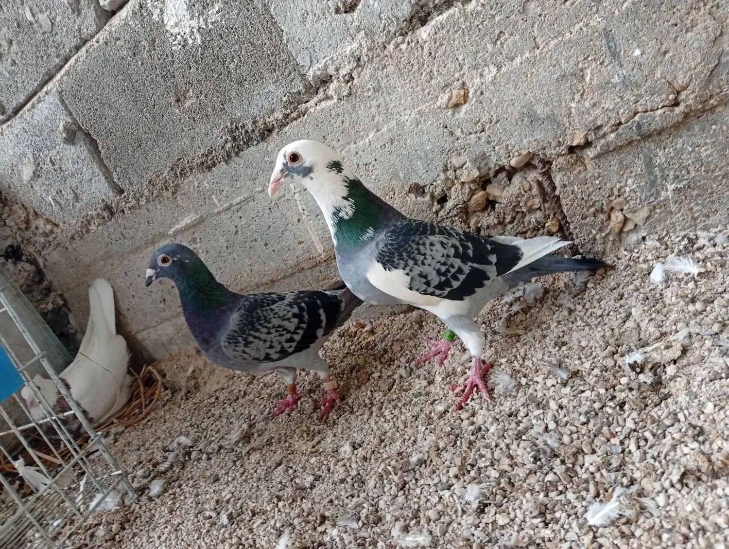 جفت کبوتر پلاکی.|پرنده|خورموج, |دیوار