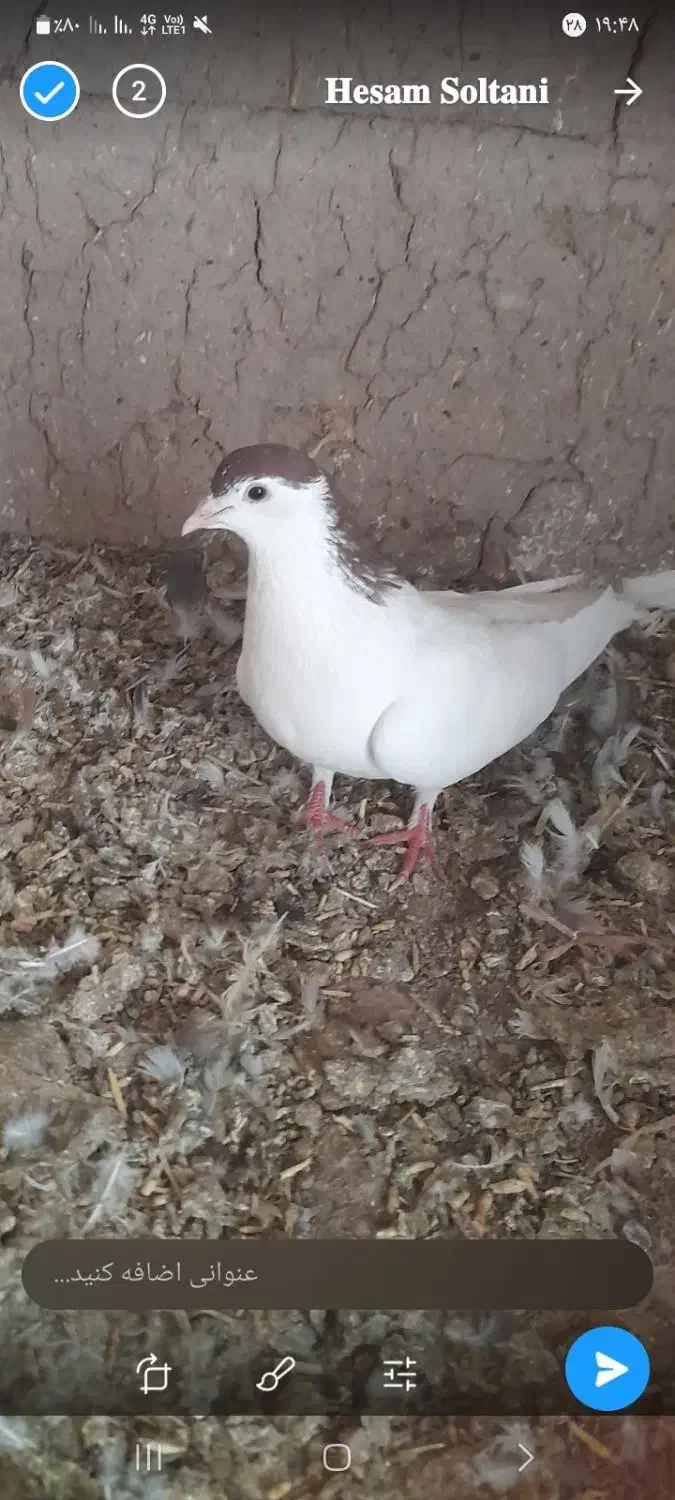 کبوتر جوین|پرنده|جوین, |دیوار