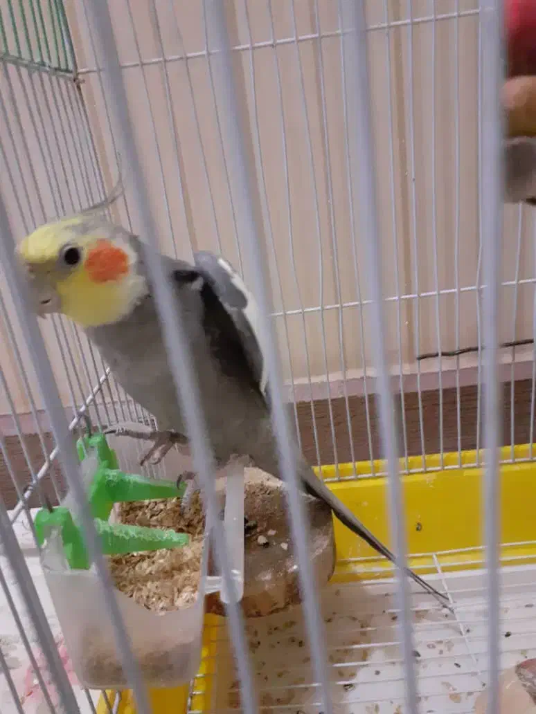 عروس هلندی|پرنده|آستارا, |دیوار