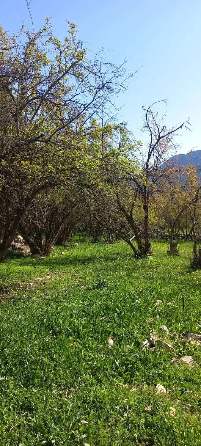 اجاره سوییت اندیکا|اجارهٔ کوتاه‌مدت آپارتمان و سوئیت|اندیکا, |دیوار