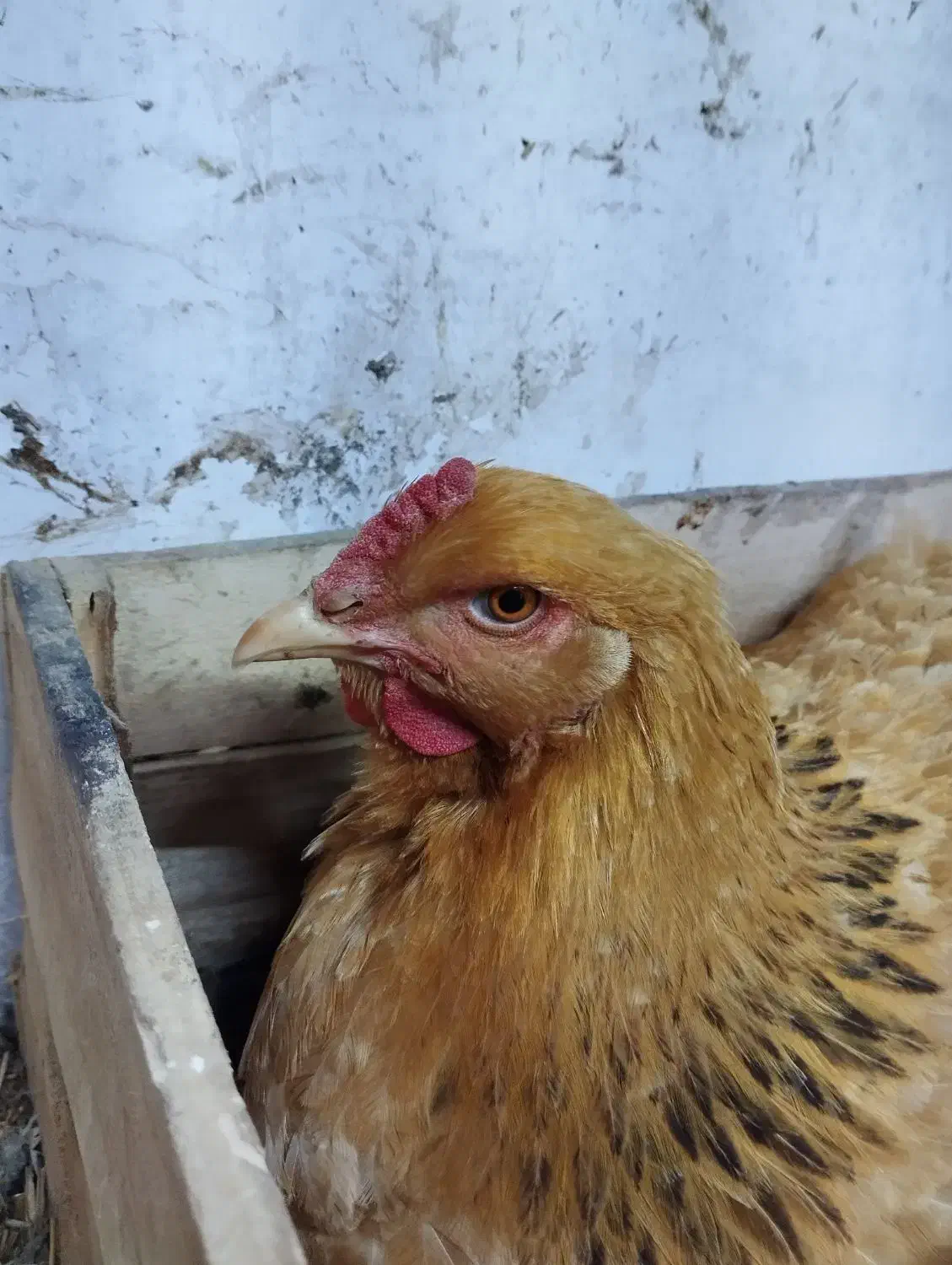 فروش 16 عدد مرغ و خروس برهما ، از نیمچه تا مولد|حیوانات مزرعه|ارومیه, |دیوار