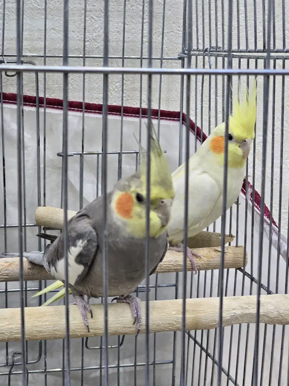 دو عدد عروس هلندی (نر)(ماده) به همراه قفس ۱۰۳۲|پرنده|شهریار, شهریار|دیوار