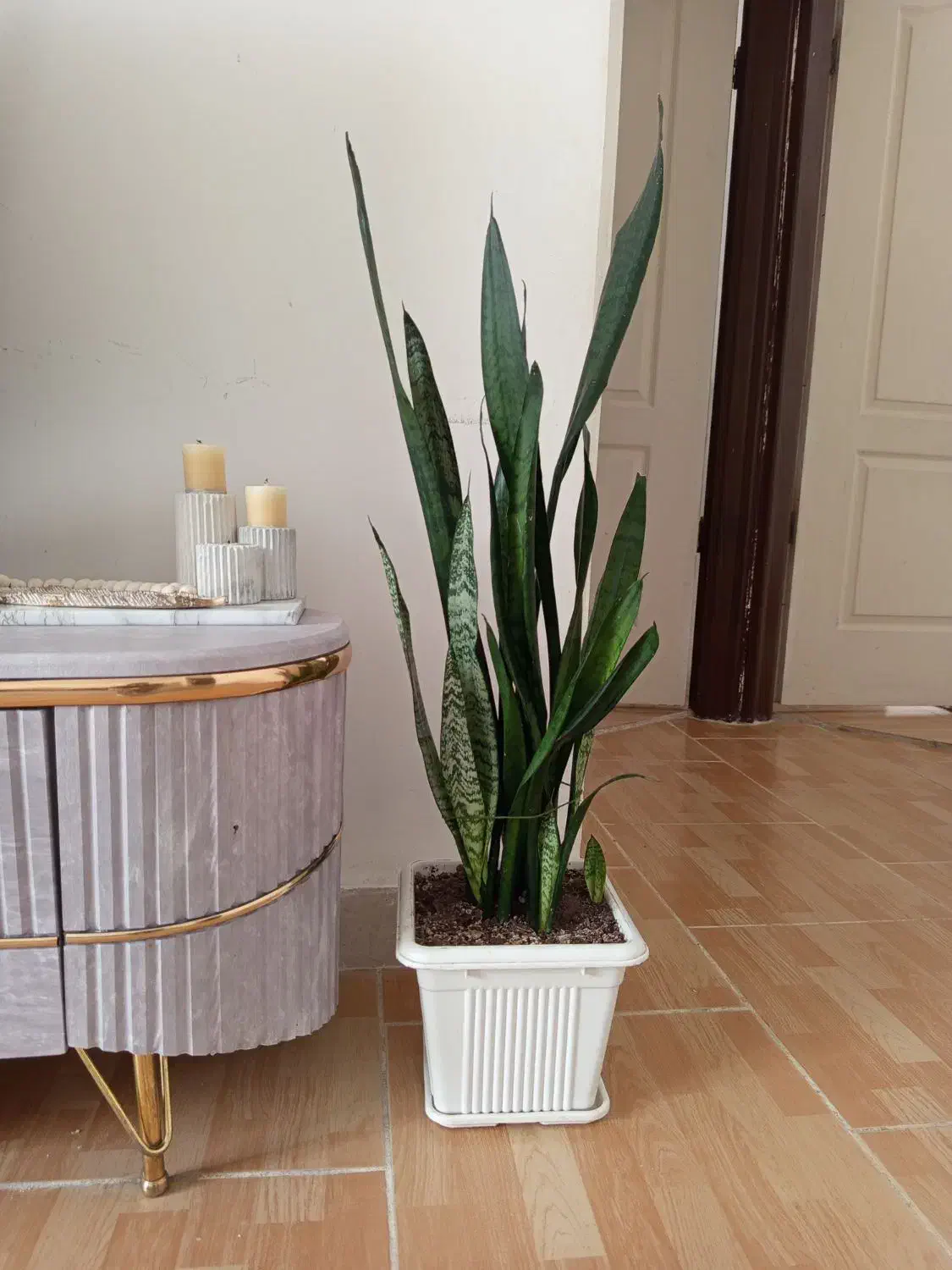 گل سانسوریا|گل و گیاه طبیعی|رباط‌کریم, مسکن مهر آبشناسان|دیوار