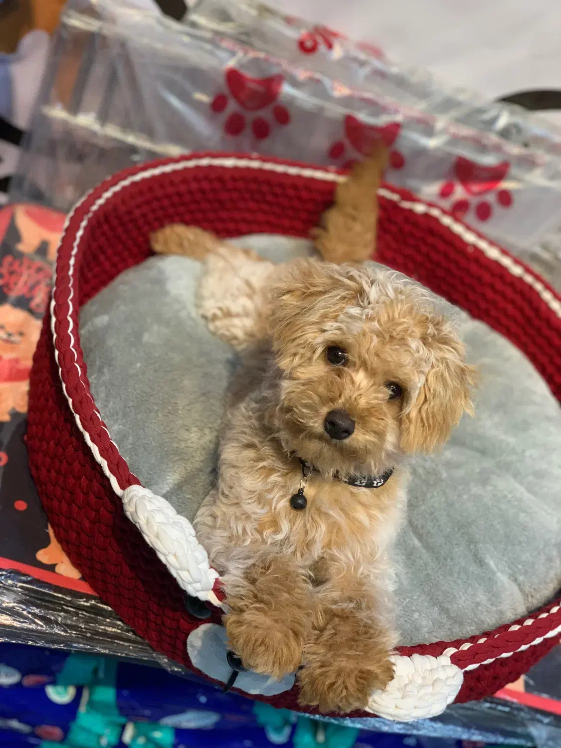 سگ توی پودل نر|سگ|جوین, |دیوار