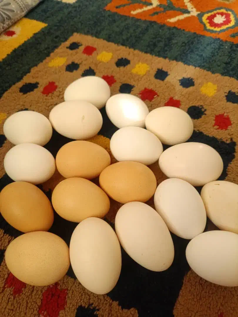 فروش تخم نطفه دار مرغ امروک یا پیلموت. گلین پنگونی|حیوانات مزرعه|نورآباد ممسنی, |دیوار