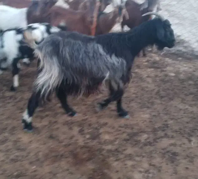 بز سالم و چاق|حیوانات مزرعه|ارم, |دیوار