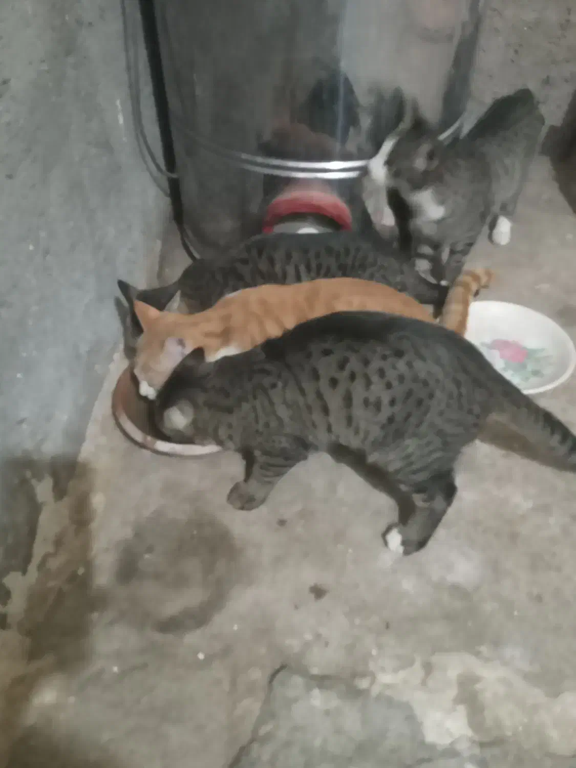 گربه خانگی|گربه|کاشان, شهرک انقلاب|دیوار