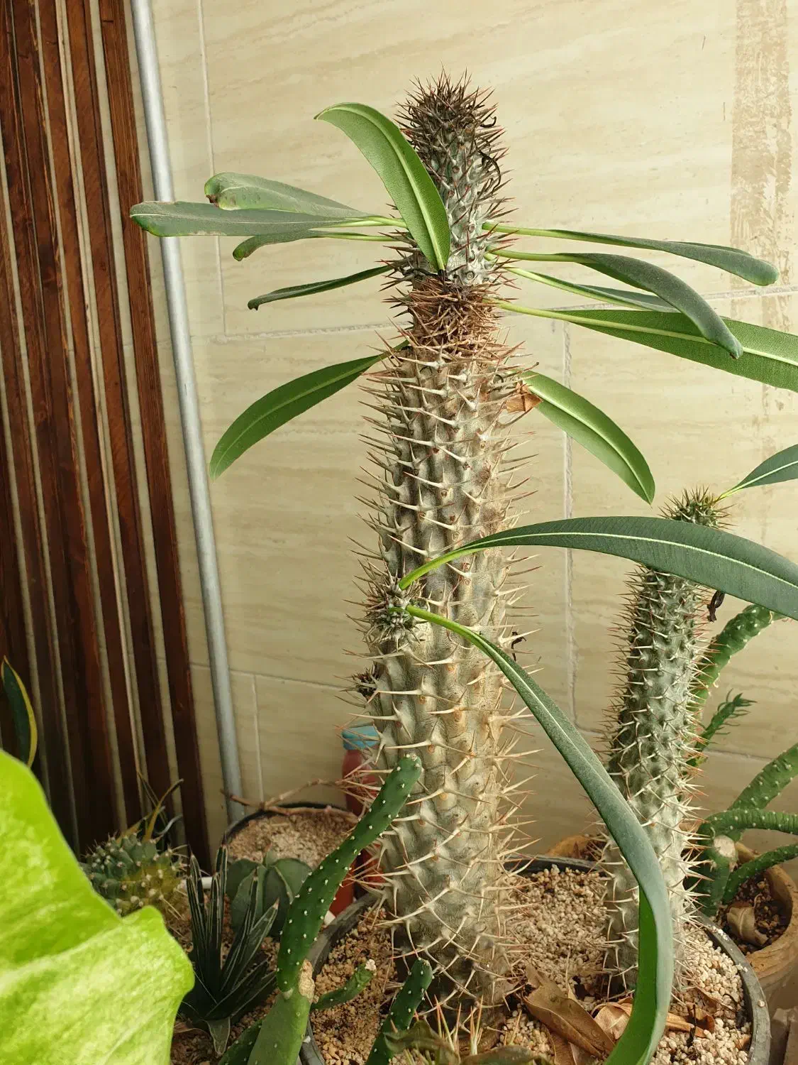 گل خونگی|گل و گیاه طبیعی|سبزوار, توحیدشهر|دیوار