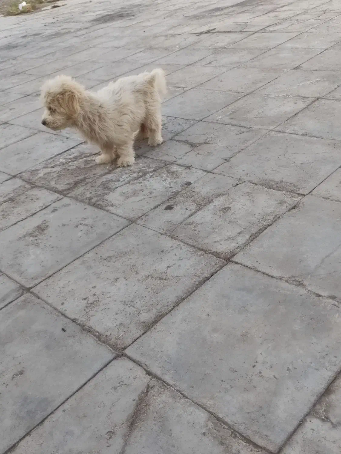 سگ .|سگ|رفسنجان, |دیوار