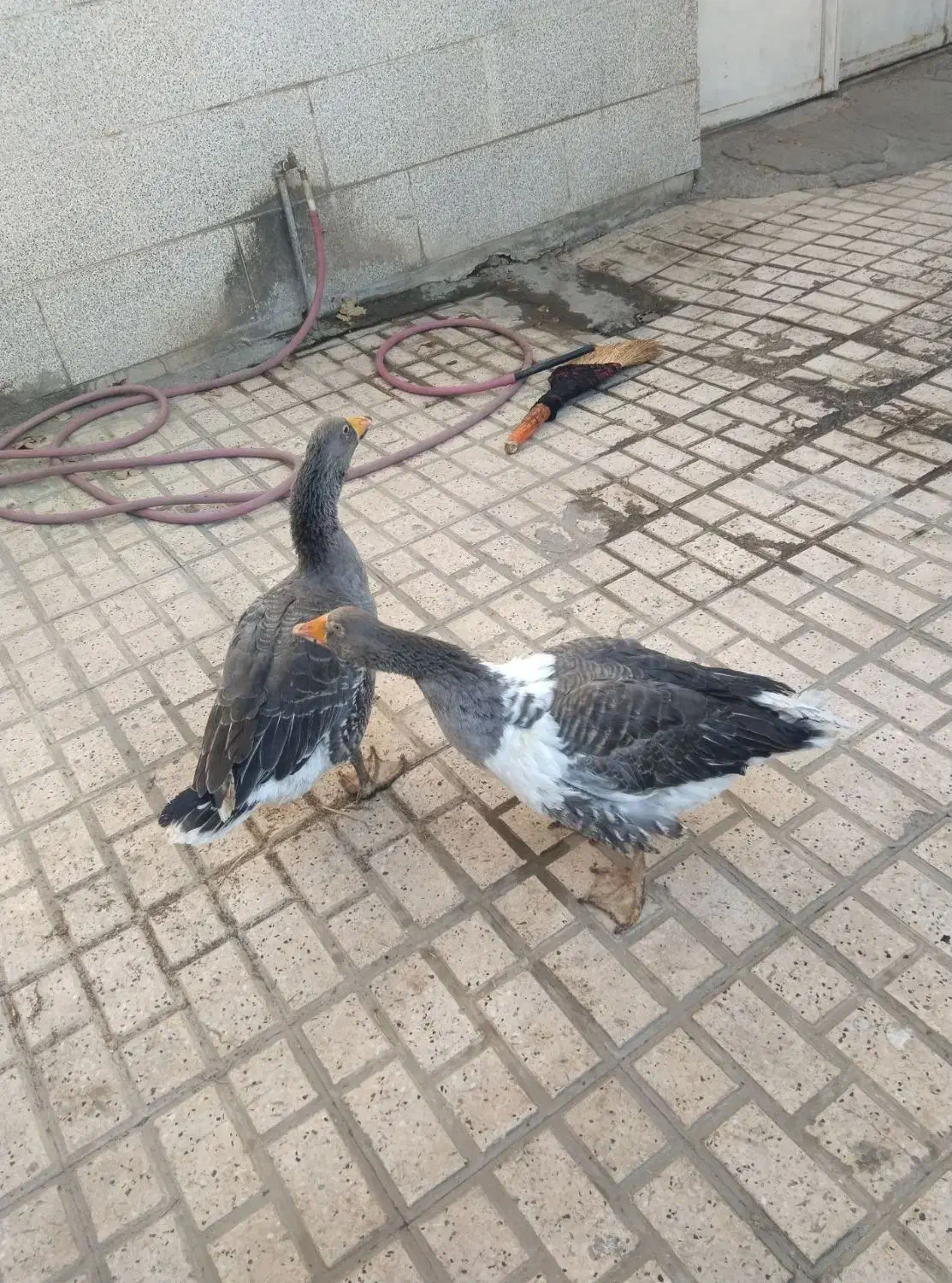 یک جفت غاز جوان|حیوانات مزرعه|مشهد, ایوان|دیوار