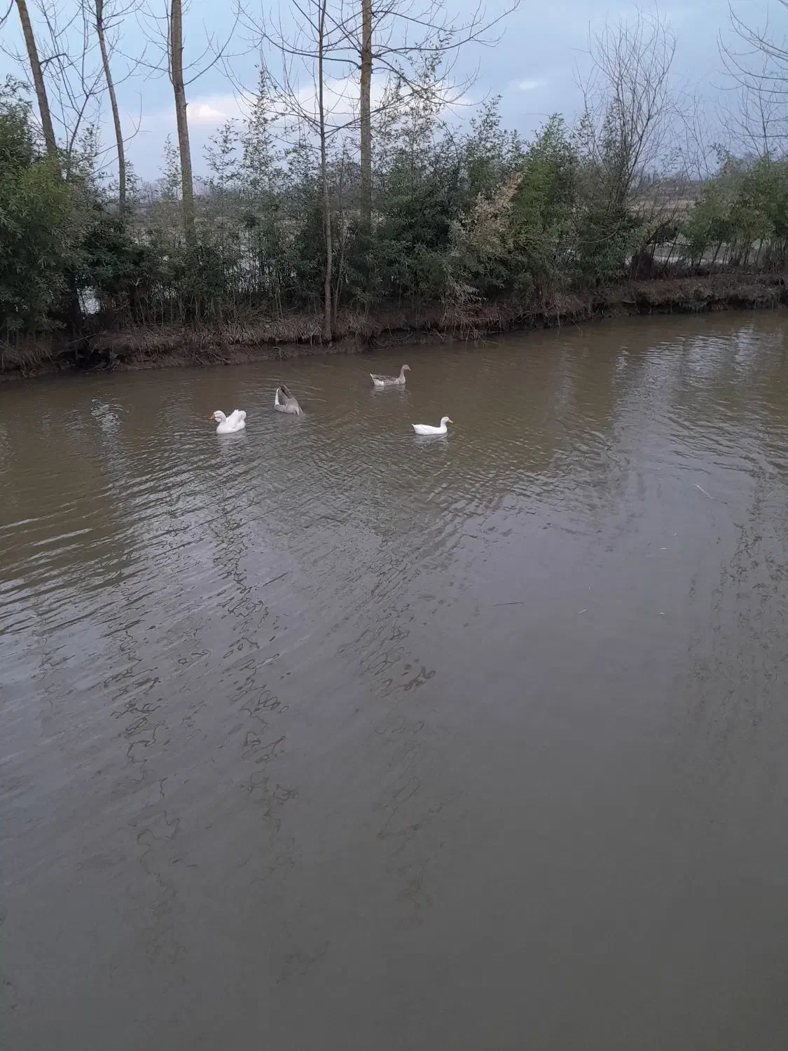 اردک غاز|حیوانات مزرعه|رشت, منظریه|دیوار