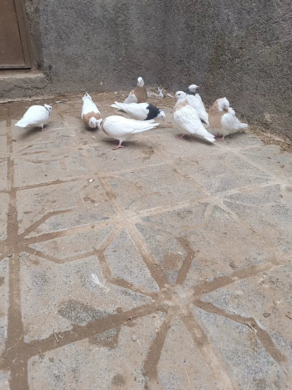 طوقی|پرنده|تربت جام, میان جام|دیوار