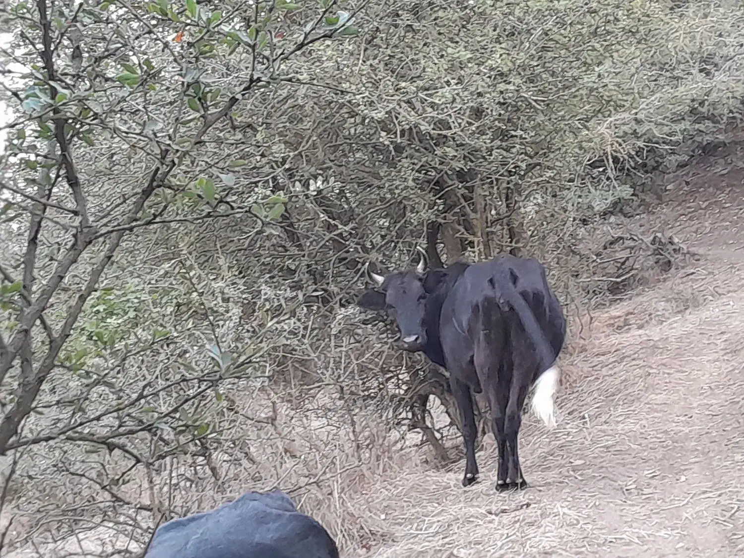 گاو شکم دار|حیوانات مزرعه|رودبار, |دیوار