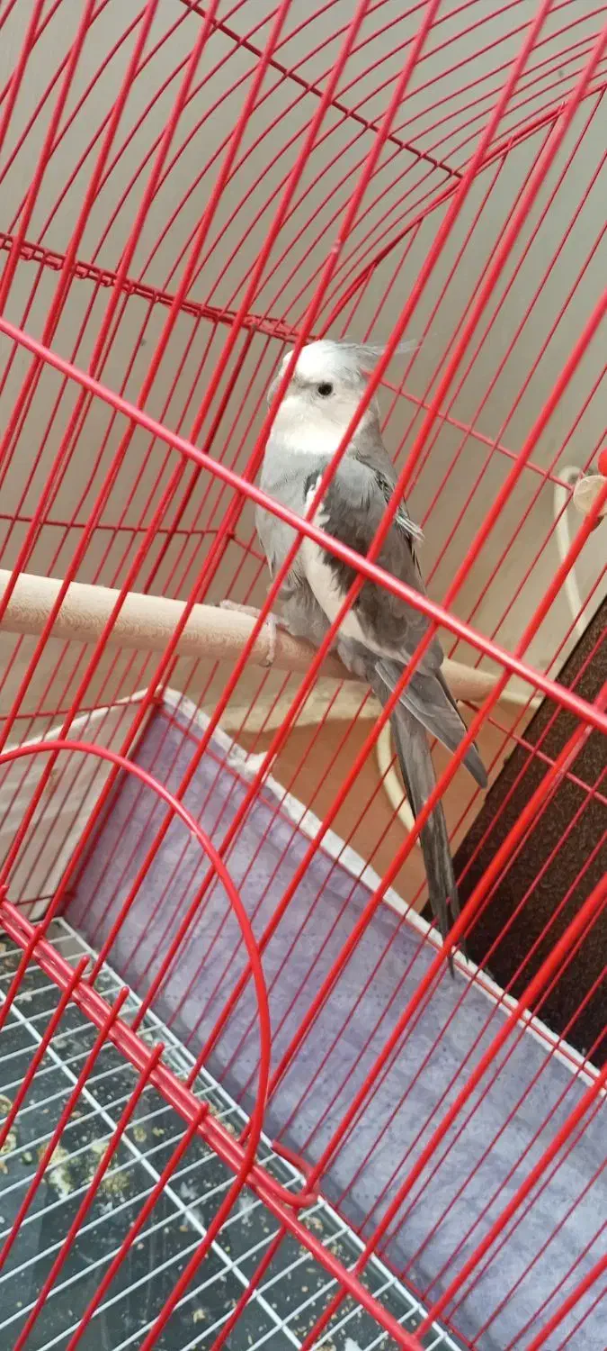 عروس هلندی|پرنده|نقده, |دیوار