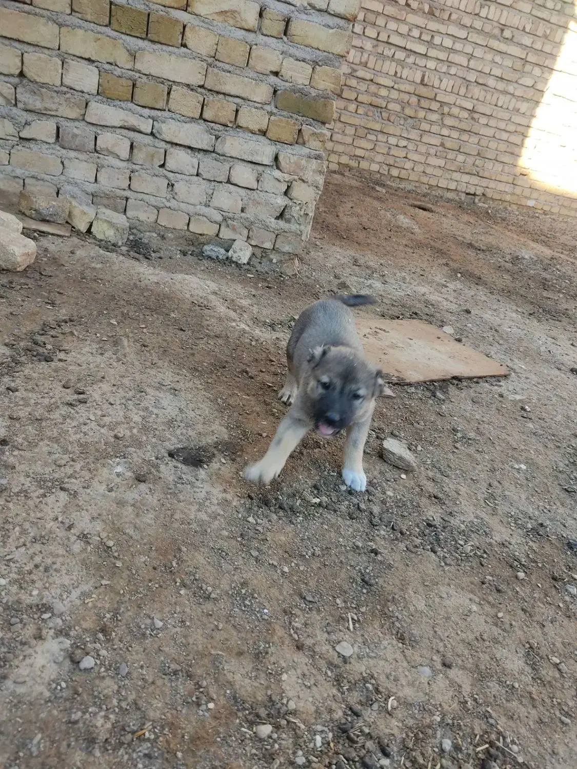 سگ نگهبان|سگ|تاکستان, |دیوار