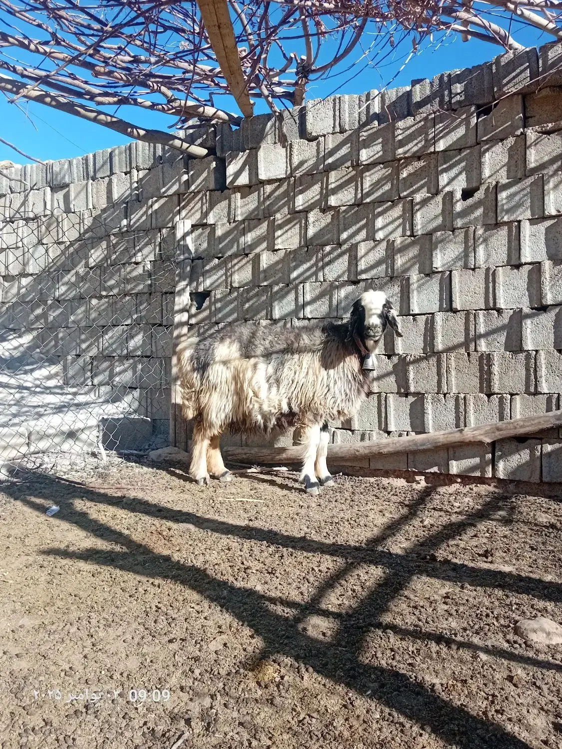 میش داشتی|حیوانات مزرعه|کوهرنگ, |دیوار