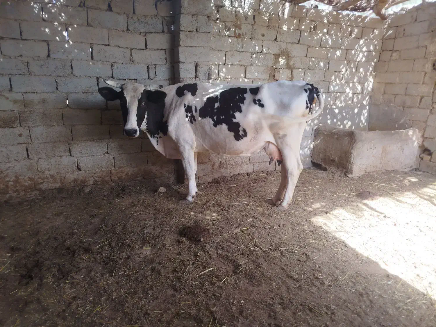 گاو|حیوانات مزرعه|زهک, |دیوار