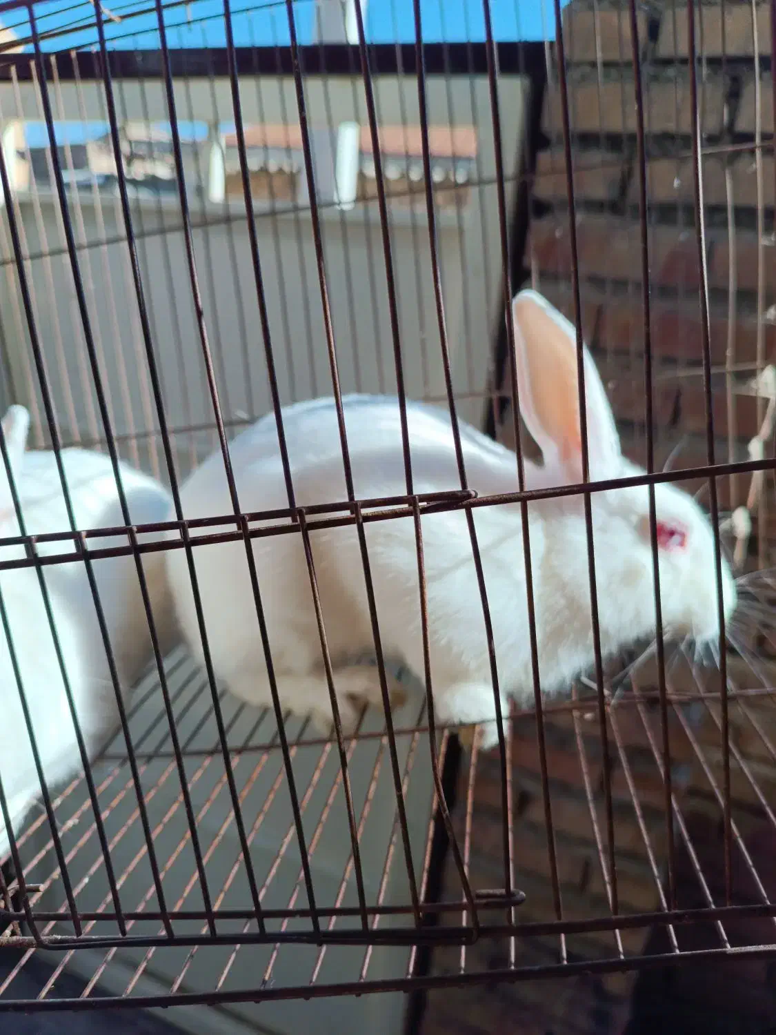 یه. جفت خرگوش بفروش می‌رسد|موش و خرگوش|گنبد کاووس, |دیوار