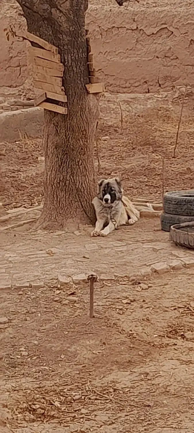 توله سرابی|سگ|الوند, |دیوار