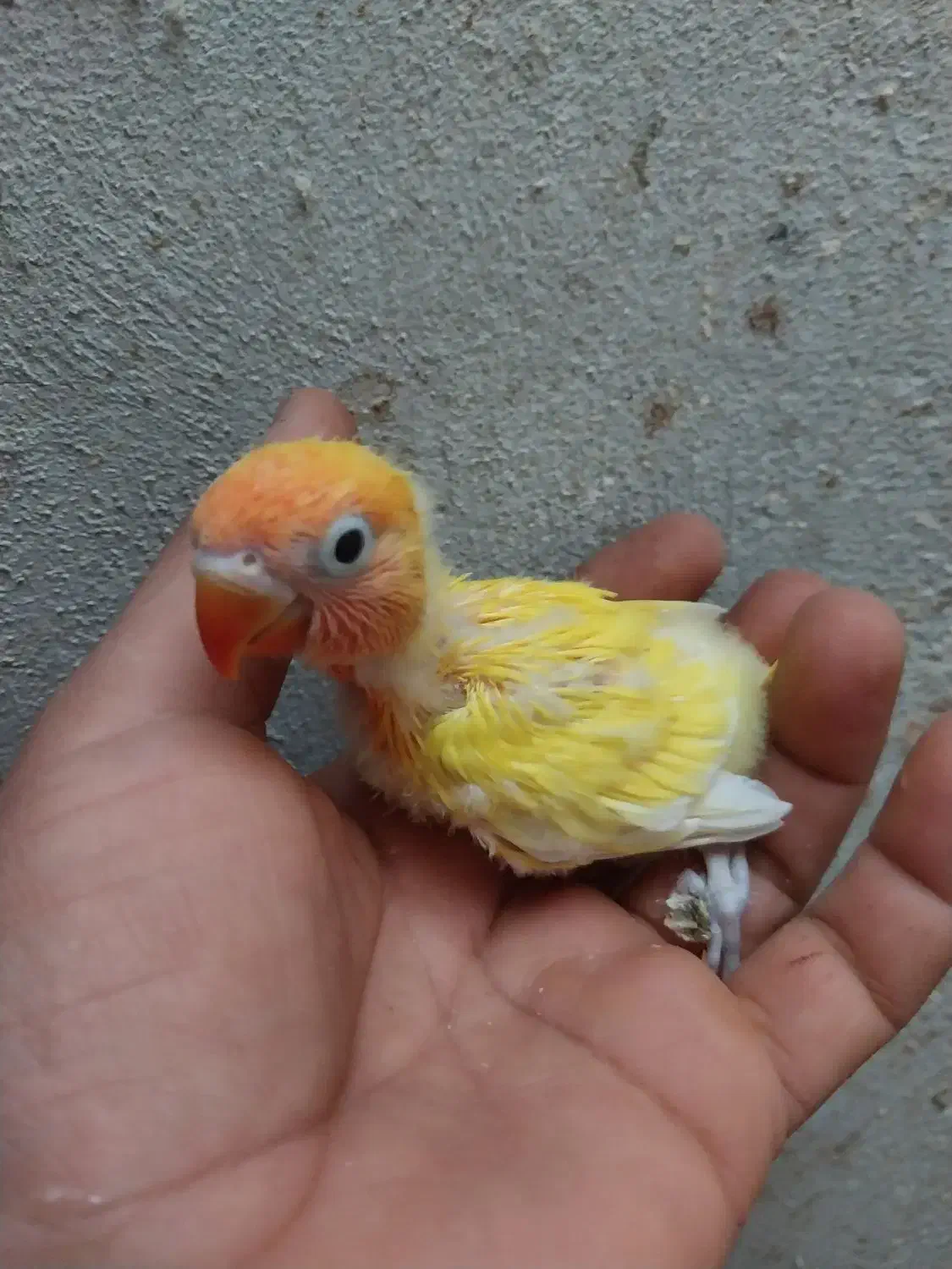 جوجه کوتوله برزیلی|پرنده|برخوار, |دیوار