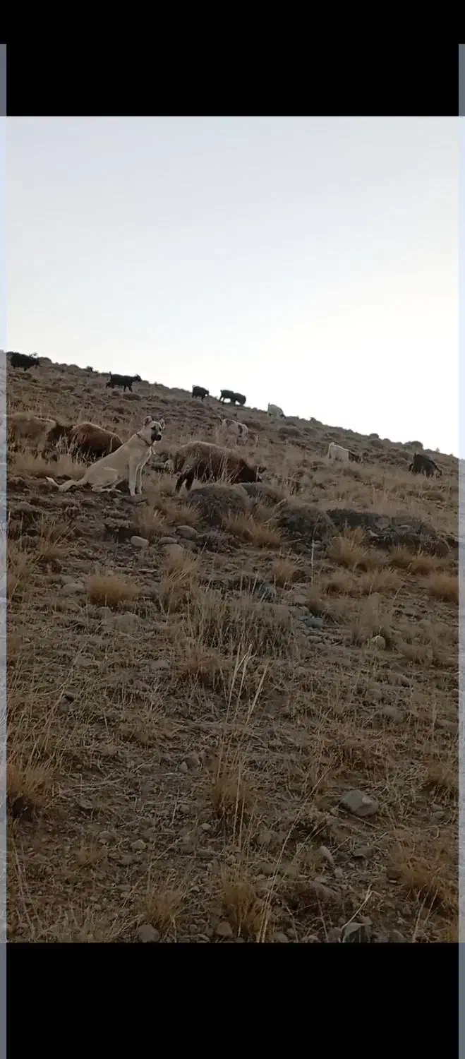 توله سگ گانگال وسراب|سگ|صوفیان, |دیوار