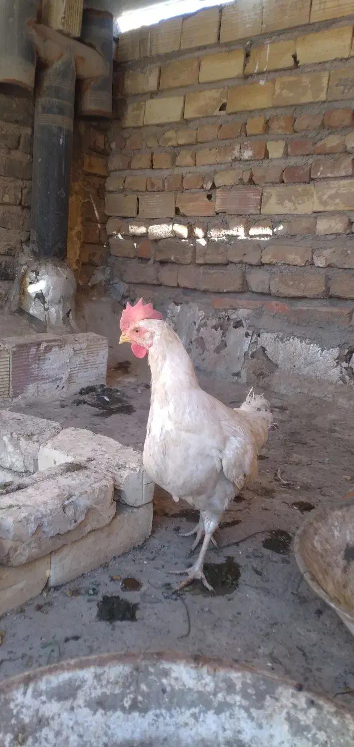 مرغ ماشینی تخم گذار سرحال|حیوانات مزرعه|قم, لسانی|دیوار