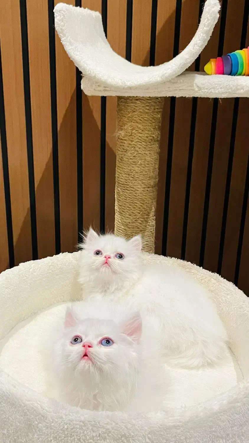 پرشین ماده آماده تحویل|گربه|چالوس, |دیوار