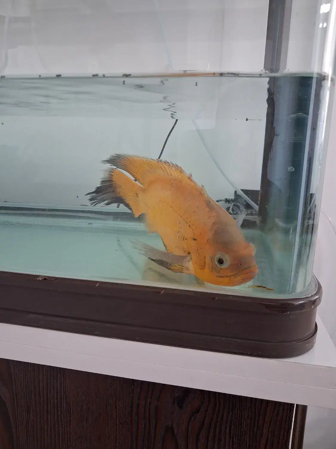 یک جفت ماهی اکواریوم اسکار نر و ماده|ماهی|فولادشهر, مسکن مهر فولادشهر|دیوار