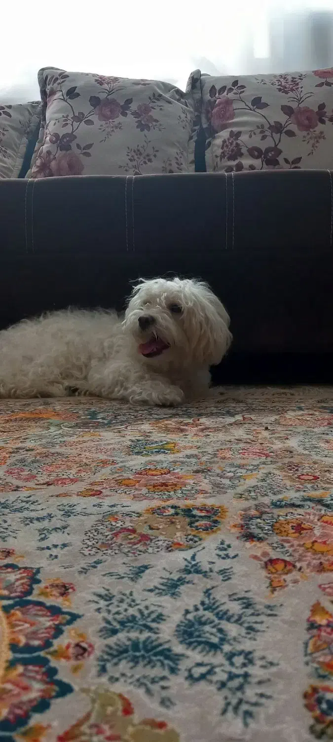 فروش سگ|سگ|رشت, حمیدیان|دیوار