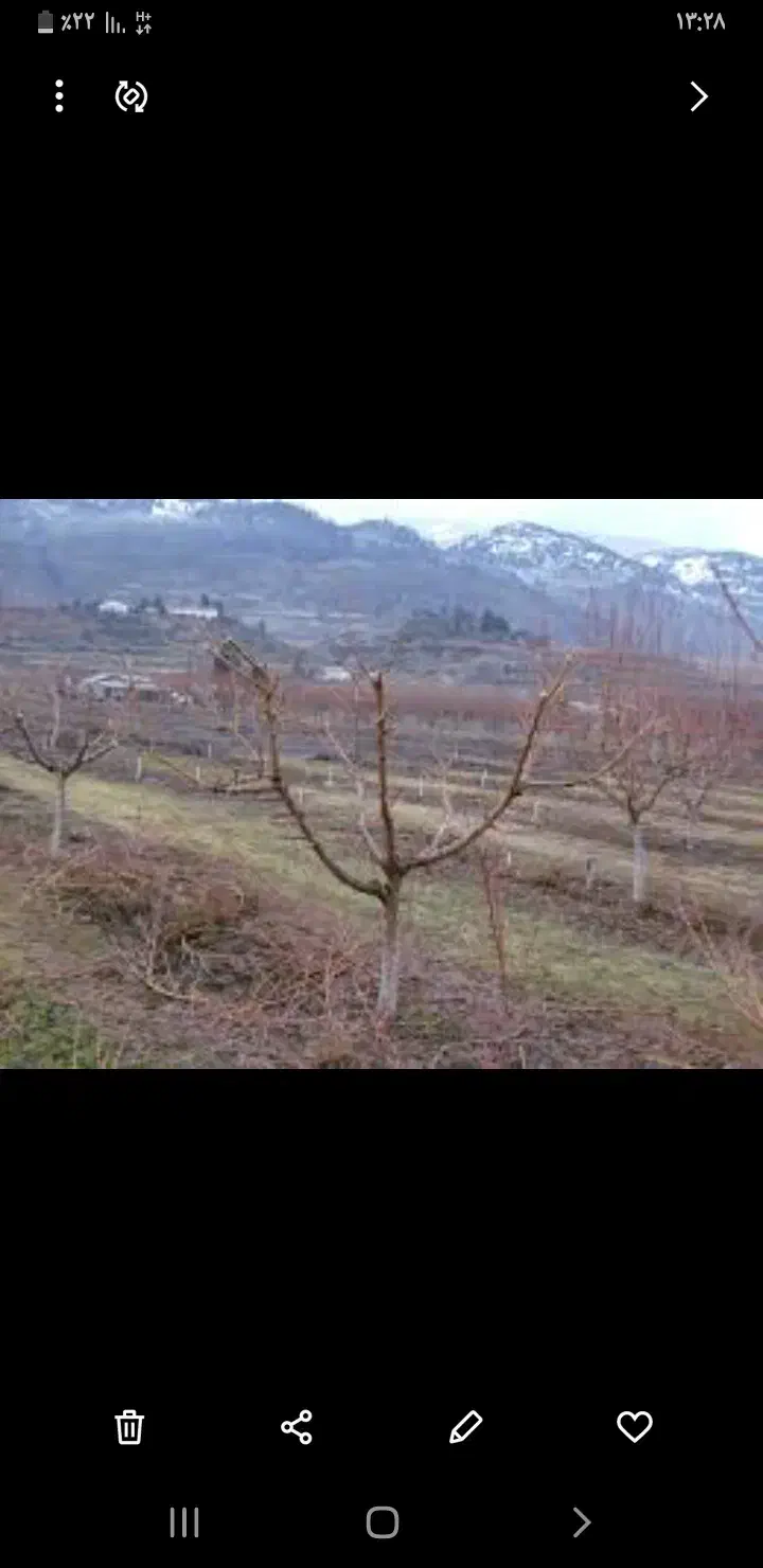 حرص کاری درختان|خدمات باغبانی و درختکاری|میاندوآب, |دیوار