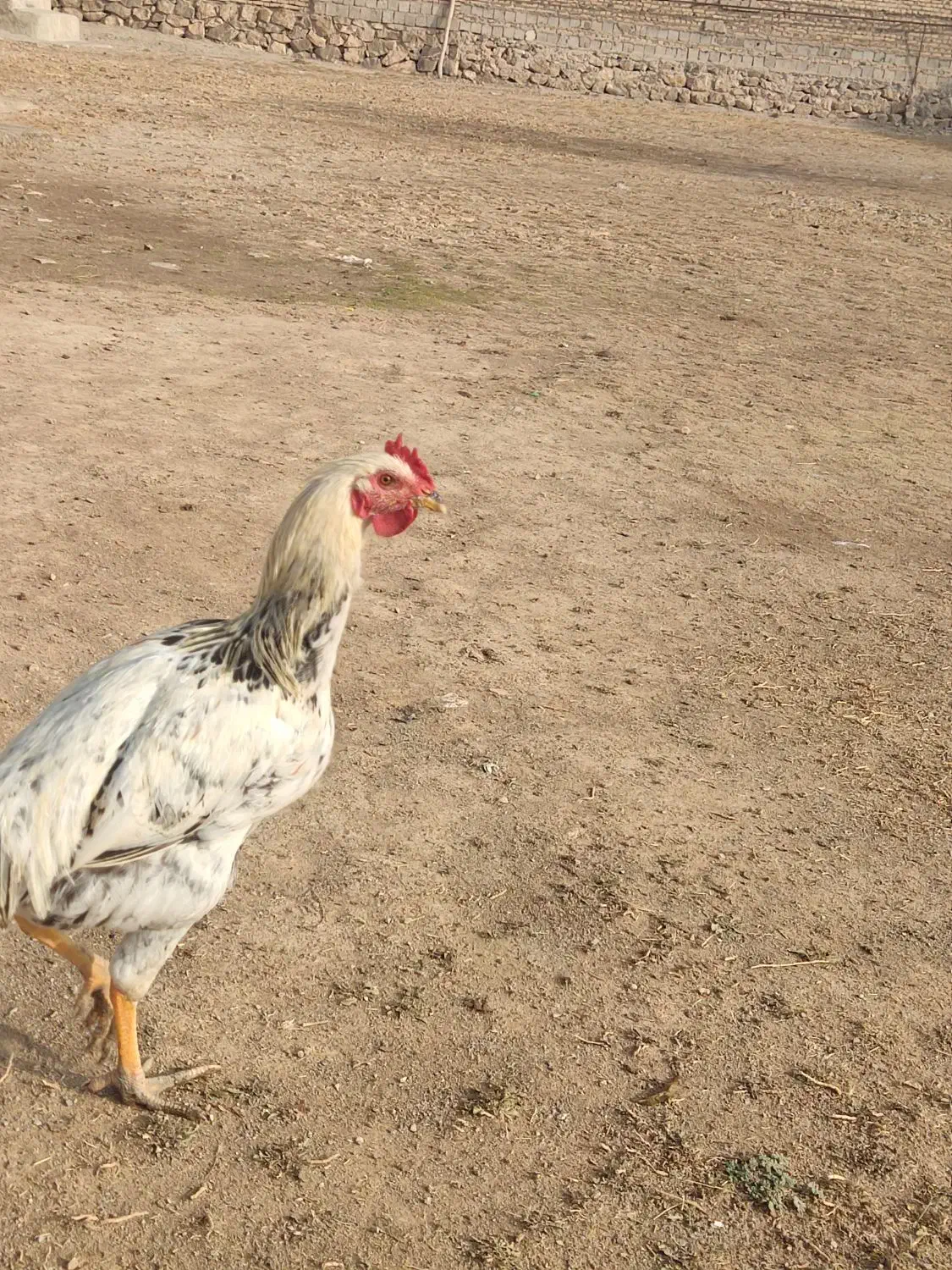 سه عدد جوجه خروس هفت ماهه|حیوانات مزرعه|لیلان, |دیوار