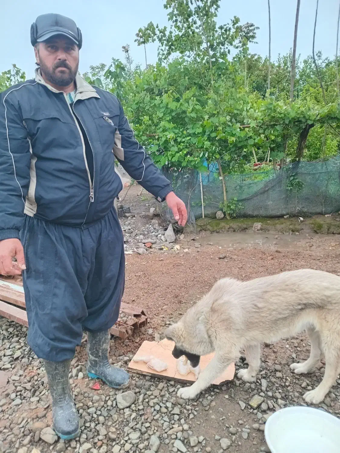 گمشده|حیوانات|تالش, طولارود|دیوار